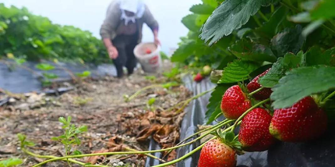 4 mevsim hasat ediliyor: Kilosu 200 TL’den üreticinin cebi para görüyor! 1